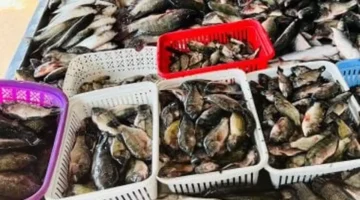 أسعار الأسماك في كفر الشيخ: كيلو البلطي يتراجع إلى 65 جنيهاً الاثنين 3 نوفمبر 2025